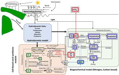 Coral Symbiosis Carbon Flow: A Numerical Model Study Spanning Cellular to Ecosystem Levels